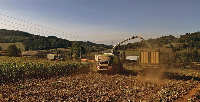 Diferenza entre o millo botado en fincas de regadío e sen rega pola Gandería Xuíz