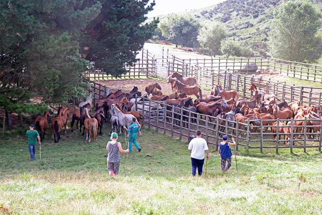 Traballos no curro de Santo Tomé, no Valadouro, durante a rapa. FOTO: Laura Lagos, Proxecto Life in Common Land