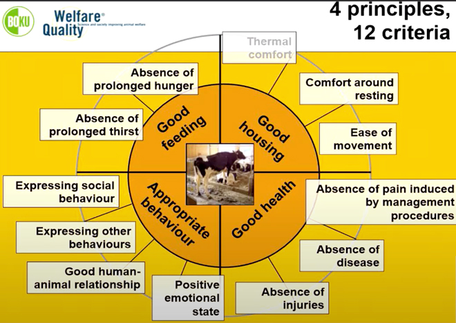 El proyecto Welfare Quality define hasta 30 indicadores sobre bienestar animal en la granja. 