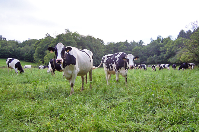 Josmar Ganaderia (Baralla) vacas pastoreo