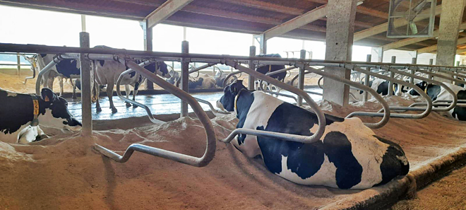 Cama cun 60% de carbonato e un 40% de serrín