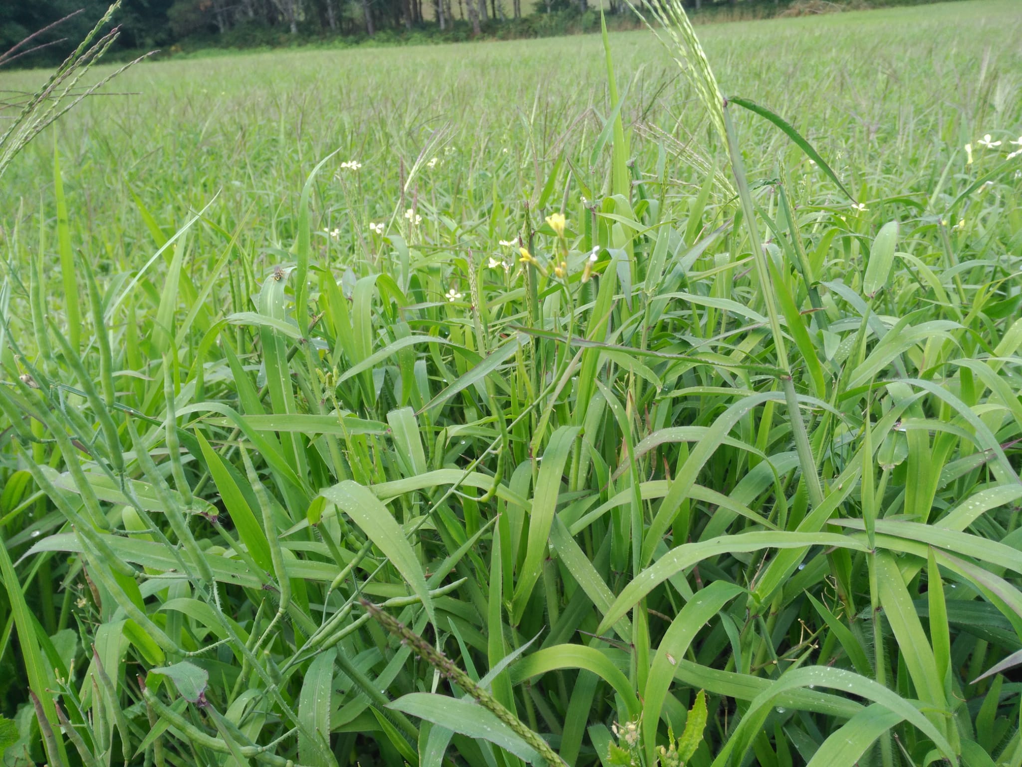 SIAMBASA DELAGRO CUNTIS 2