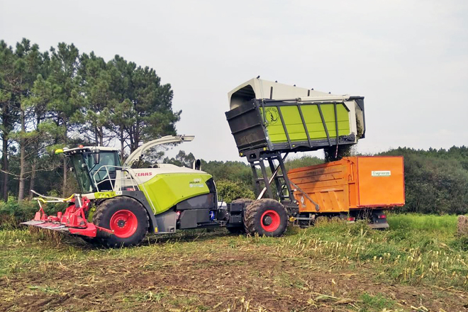 Colleitadora da empresa Comercial Agropres, que labra 900 hectáreas para a súa planta de forraxes