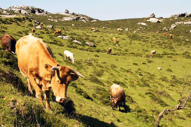 Vacas na Serra do Xistral. FOTO: Marco Rubinos, Proxecto Life in Common Land