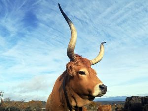No 2014 comezaron a criar vacas cachenas