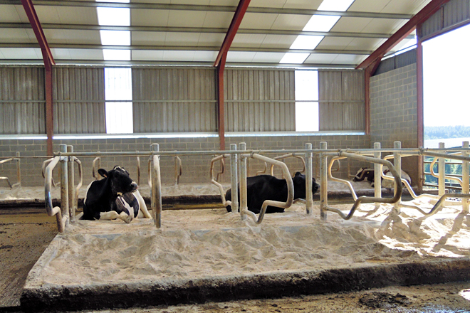 Cama de carbonato e serrín. Queren reformar os cubículos para baixarlles a altura e facelos máis amplos