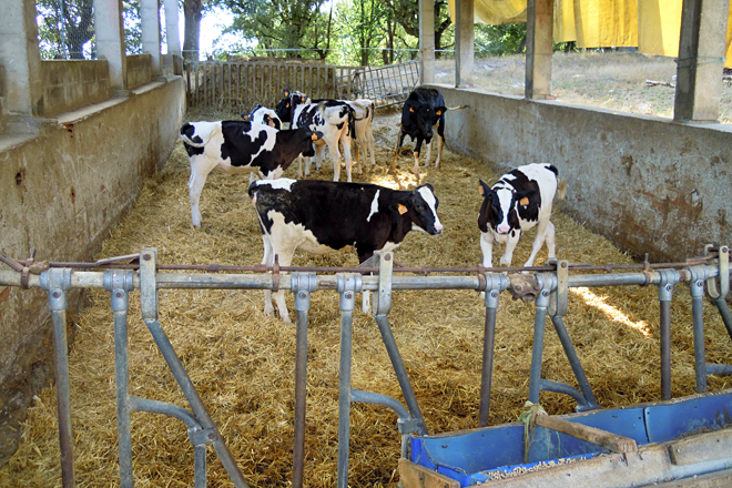 Dispoñen de 175 animais entre becerras e xovencas, o que lles garante reemprazo dabondo para cubrir as necesidades da gandería e ir medrando ano a ano