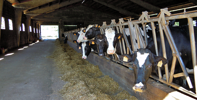 Lote das xovencas preñadas, nunha das naves alugadas en Castrolázaro