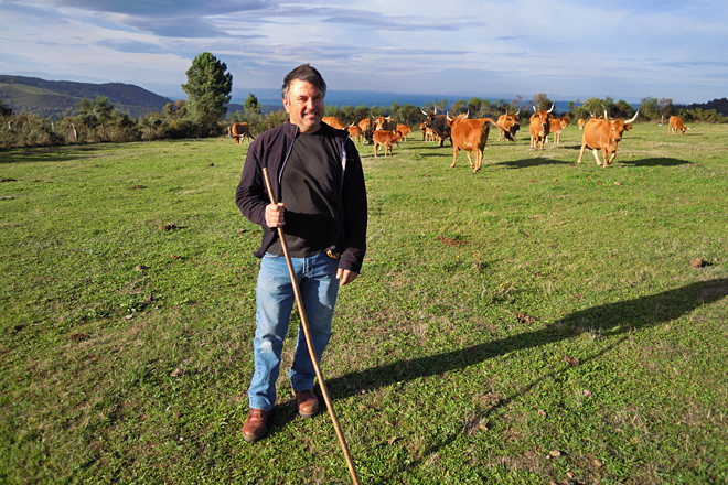 Vacas de Chandeiros (Incio) José Armesto2