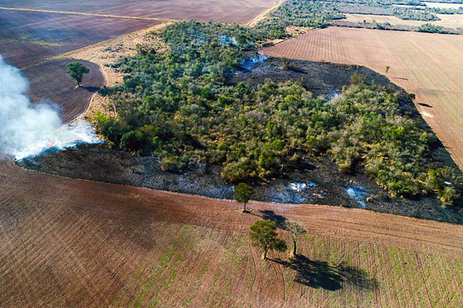 La Unión Europea exigirá a partir de 2023 que la soja importada no proceda de zonas deforestadas