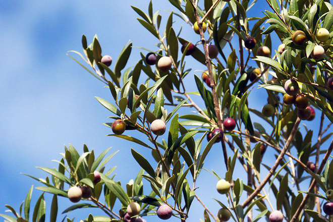oliveiras autoctonas aceite