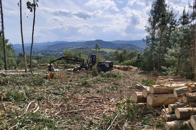 CASEFOR MADEIRA MONTE PROCESADORA FORESTAL DE RODAS