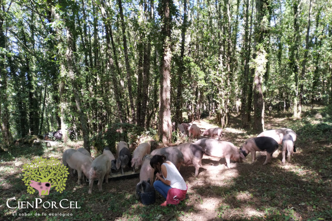 Porcos de CienPorCel nunha carballeira de Osmo
