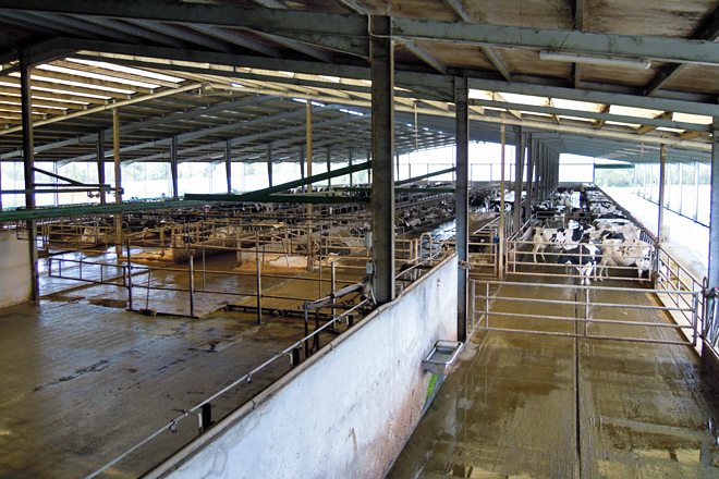 Vista xeral das instalacións para as vacas en produción
