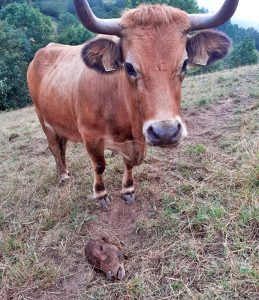 Unha vaca xunto á cabeza dun becerro devorado polo lobo