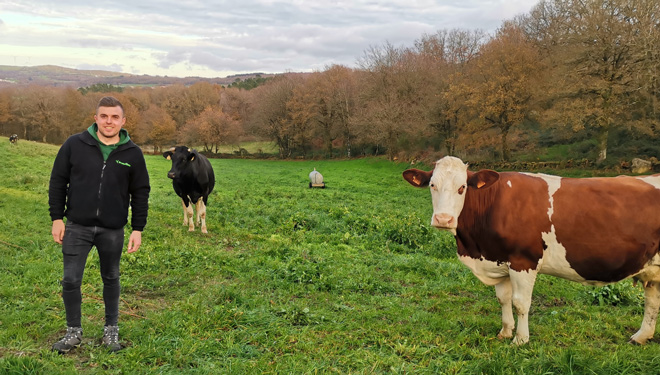 Carlos-Failde--Vacas-pastoreo-Gand-Failde