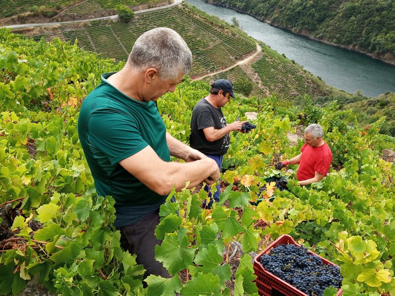 Traballos de vendima en fincas con pendente pronunciada e difícil acceso