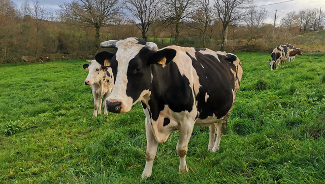 Vacas-Ganderia-Failde-