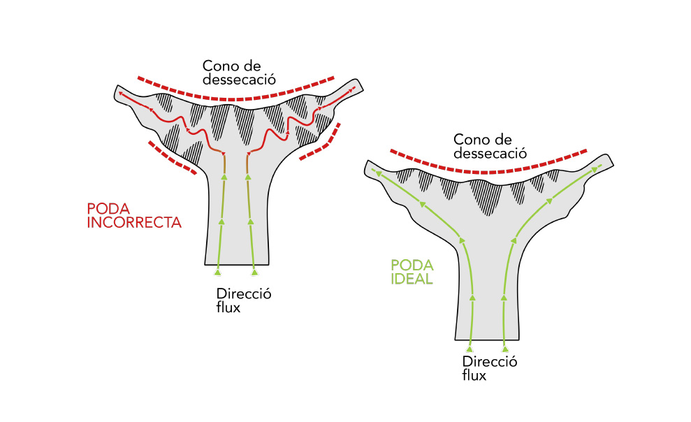 Autor: Academia de Poda