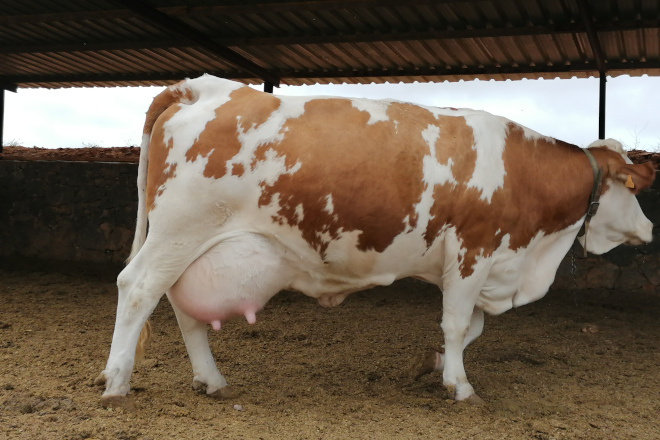 As vacas teñen unha media de producción de 7500 litros