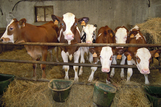 Parte da recría da explotación. Nas xatas manteñen as liña holstein pura nas frisonas e cruzada nas procross