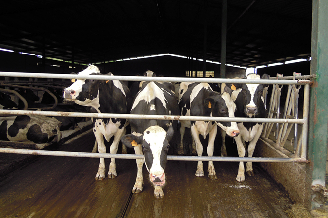 Algunhas das vacas holstein que mercaron inicialmente