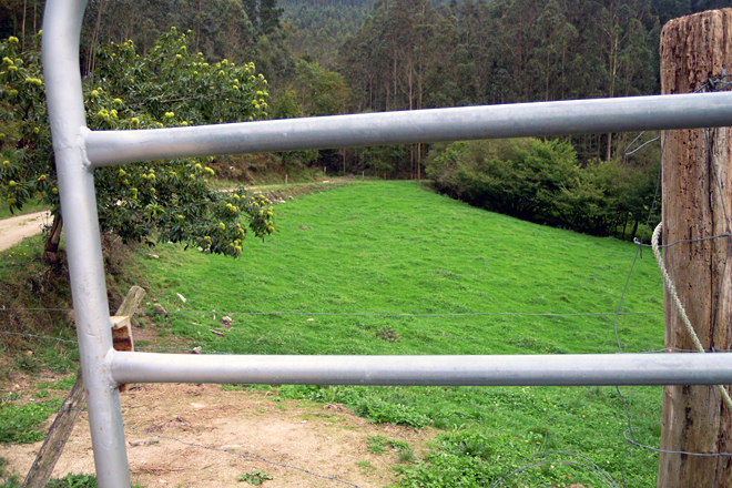 Ganderia Arriba do Río SC (Alfoz) pradeiras