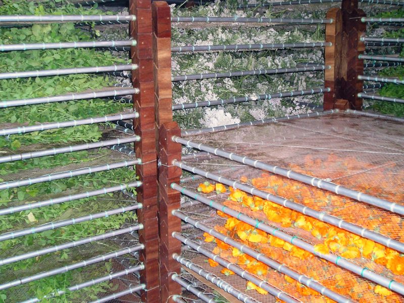 O secadeiro de Milhulloa, cheo con plantas de distintas especies