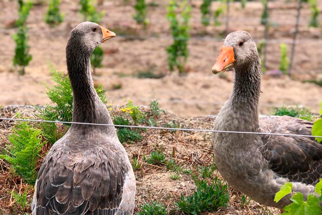 Patos-Adega-Pateiro-