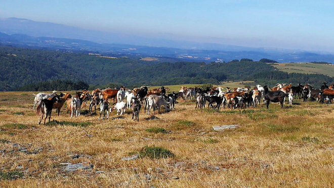 A día de hoxe o rabaño está formado por un cento de cabras e medio cento de ovellas