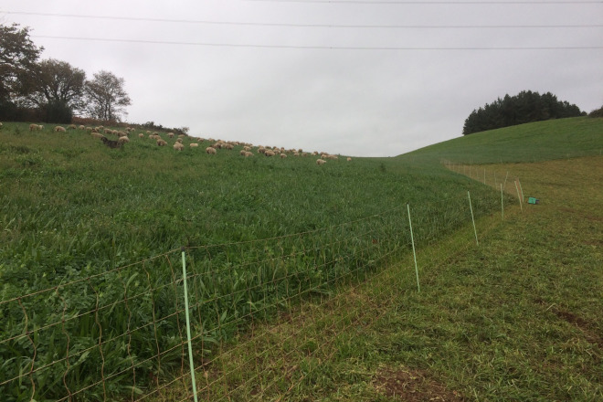 Ovellas de Gandería Sabugueiras