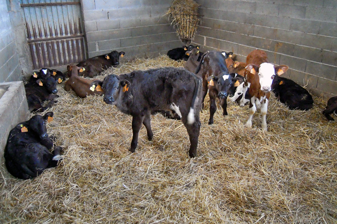 Lote de destete, onde os becerros están un mes alimentados a base de lactoreemprazante