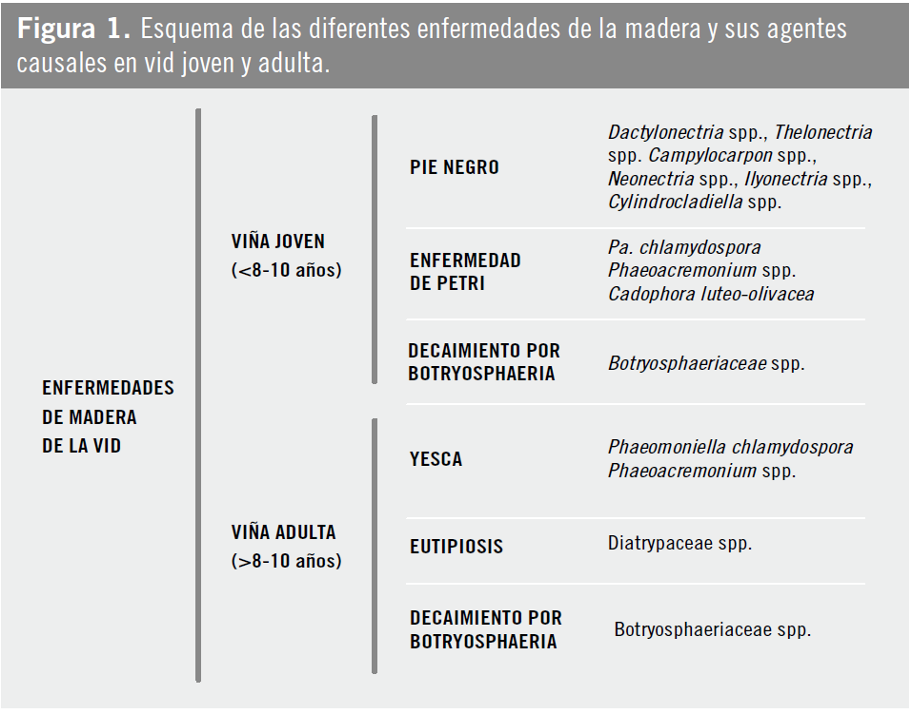 ENFERMIDADES MADEIRA SINTOMAS 1