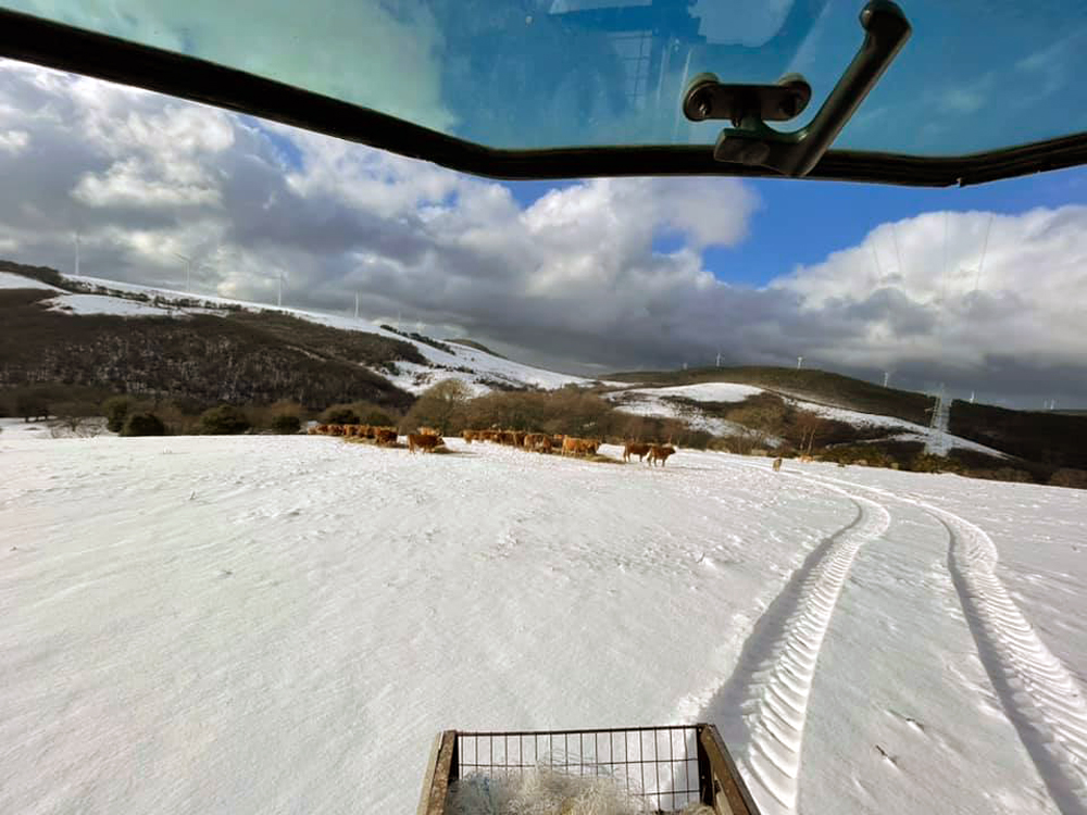 O seu gando está todo en extensivo a unha altitude que vai dos 480 aos 1.100 metros