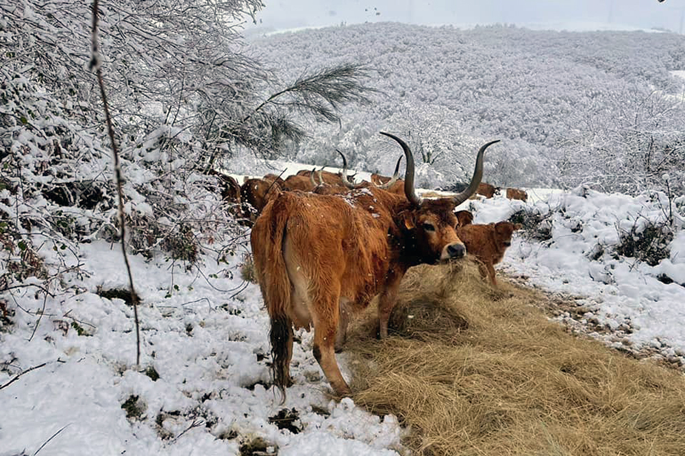 No inverno suplementa a alimentación con forraxe que recolle na primavera