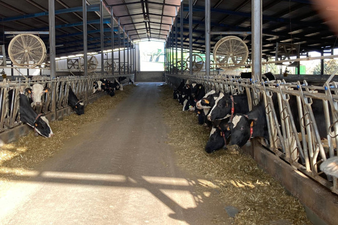 Lote das Holstein