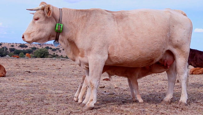 Os colares de monitorización permiten ter localizado o gando e proporcionalle información sobre o estado do animal. // Foto Digitanimal.