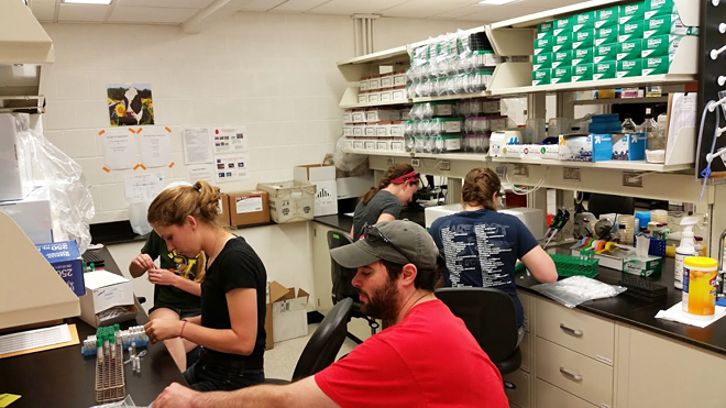 Estudantes do grupo de investigación que dirixe Jessica no laboratorio da Facultade de Veterinaria de Cornell