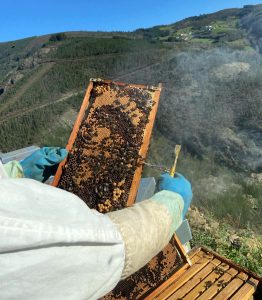 RIBEIRA DO NAVIA colmeas1