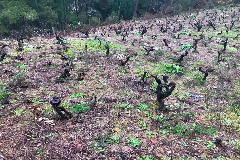 RIBEIRA DO NAVIA plantación vides