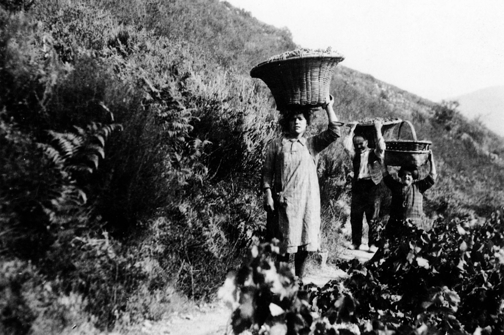 Vendima en Coea nos anos 30 do século pasado / Arquivo Ebeling