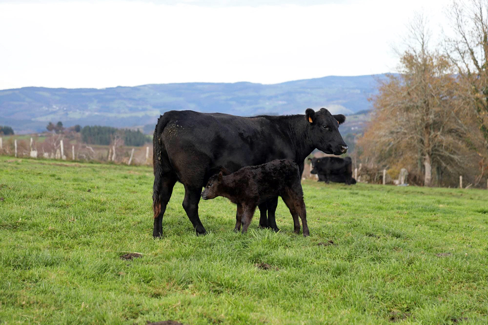 Hai 5 anos mercaron en Polonia 17 vacas e un touro de raza angus