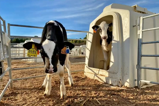 Becerras con crotais electrónicos no centro de recría Cowvet de Valencia