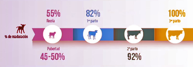 grafico recria Cowvet