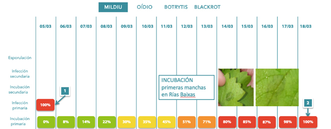 infecions-e-incubacions-primarias-de-mildio-en-Rias-Baixas-