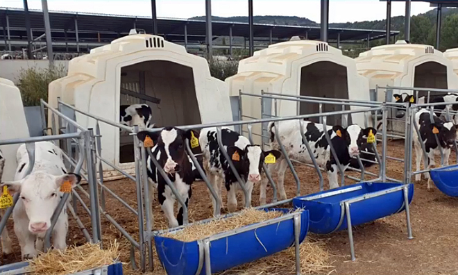 terneras destetadas centro recria Cowvet