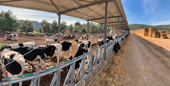 xovencas centro recria Cowvet (Valencia)1