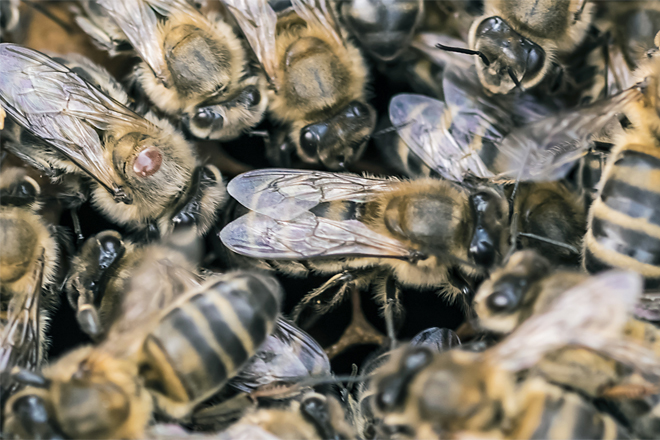 Detalle dunha varroa sobre unha abella obreira