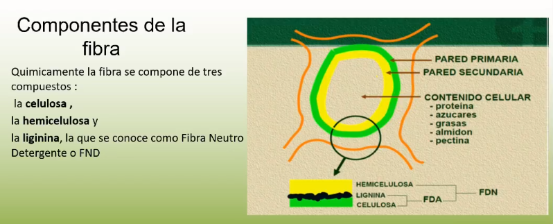 Autor: Ángel Ávila Coya