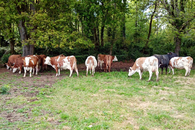 Animais de raza fleckvieh da Gandería Casa Abuín en Lugo